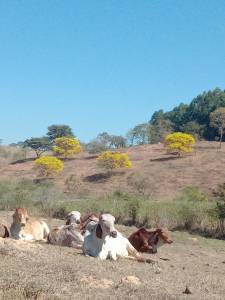 Ipê amarelo florido