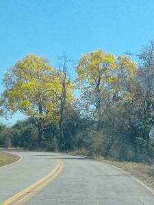 Ipê amarelo florido