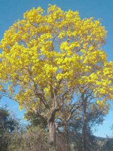 Ipê amarelo florido