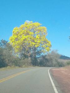 Ipê amarelo florido
