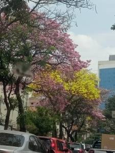 Ipês rosas e amarelos na av. do Contorno, em BH. Foto: Erika Camargos, 21/9/2022