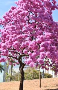 Ipê roxo florido