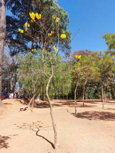 Ipê amarelo florido