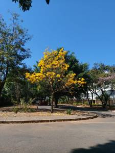 Ipê amarelo florido