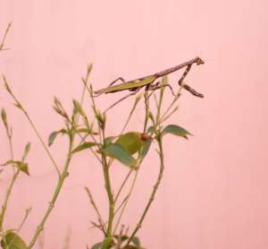 Bicho-pau em uma planta.