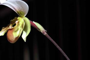 Inseto em uma pétala de orquídea.