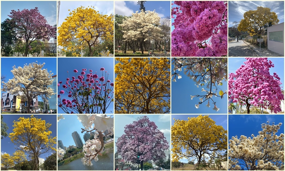 Inverno dá lugar à primavera: veja 132 fotos de ipês recebidas na estação