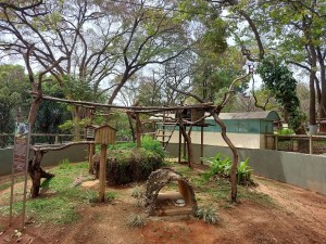Ambientes agradáveis para os animais no zoo de BH