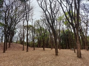 Bela árvores no zoo de BH