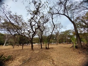 Belas árvores no zoo de BH