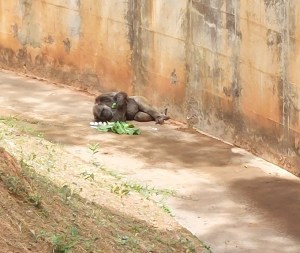 Chimpanzé no zoo de BH