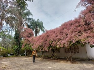 Congeia em flores no zoo de BH