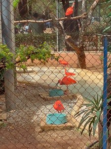 Guarás no zoo de BH