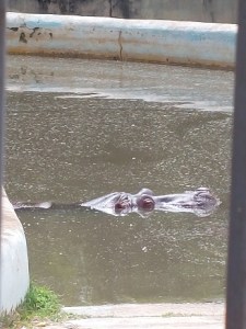 Hipopótamo no zoo de BH