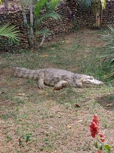 Jacaré no zoo de BH