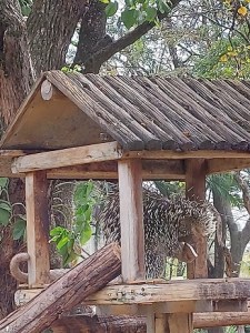 Ouriço-caixeiro no zoo de BH