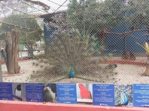 Pavão no zoo de BH