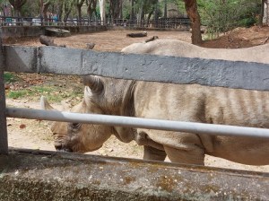 Rinoceronte no zoo de BH