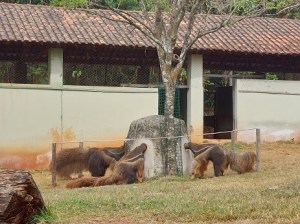 Tamanduás-bandeira comendo no zoo de BH