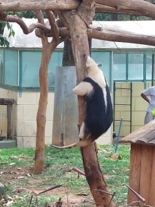 Tamanduá-mirim no zoo de BH