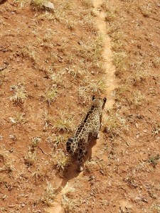Onça-pintada no zoo de BH