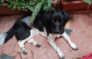 Chica, a stabyhoun que chegou até nós e trouxe muita alegria. Fotos: arquivo pessoal