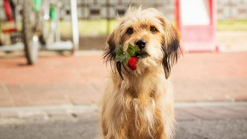 Cena do filme Benji, refilmagem da Netflix de 2018.