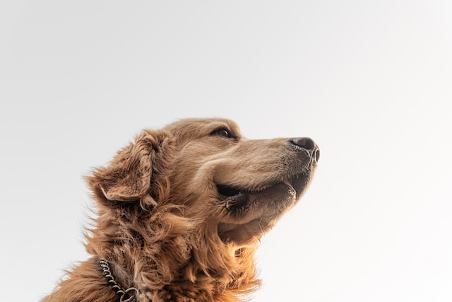 Golden Retriever, em foto de Jaeyoon Jeong (Unsplash)