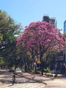 Lindo ipê roxo clicado por Beto Trajano em BH (av. Alfredo Balena), em julho.