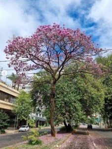 Lindo ipê roxo clicado por Beto Trajano em BH (av. Alfredo Balena), em julho.