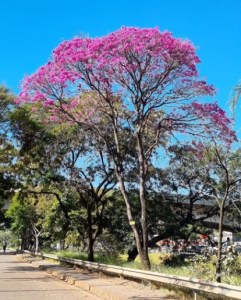 Lindo ipê roxo clicado por Beto Trajano em BH (av. dos Andradas), em julho.