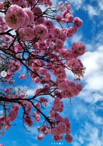 Lindo ipê roxo clicado por Beto Trajano em BH (av. Paraná), em julho.