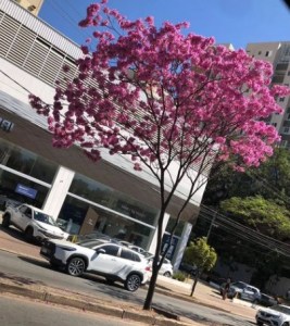 Lindo ipê roxo clicado por Kings Açaí em BH (av. Silva Lobo), em agosto.