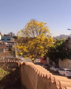 Lindo ipê amarelo clicado por Thais Mannoni em BH (bairro Inconfidência), em agosto.