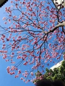 Lindo ipê roxo clicado por Rose de Castro em BH (Centro), em julho.