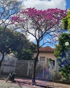Lindo ipê roxo clicado por Beto Trajano em BH (Colégio Olegário Maciel), em junho.