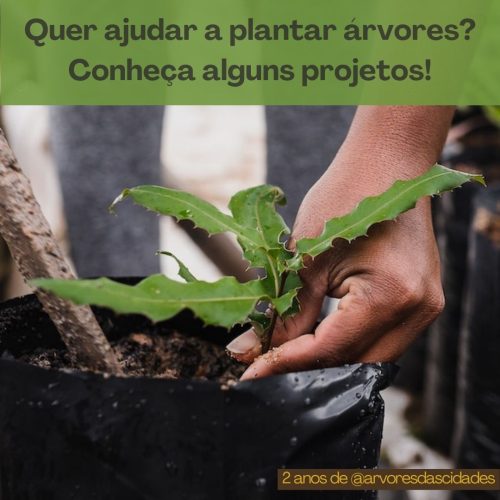 Quer ajudar a plantar árvores? Conheça 17 projetos que fazem isso