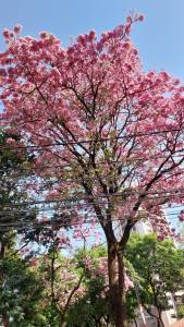 Ipê rosa clicado por mim em BH (av. Contorno), em 22 de setembro.