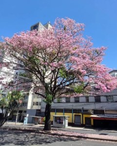 Lindo ipê rosa clicado por Beto Trajano em BH (bairro Serra), em setembro.