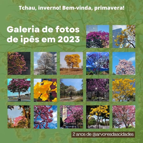 Galeria de fotos de ipês em 2023 (tchau, inverno! Bem-vinda, primavera!)