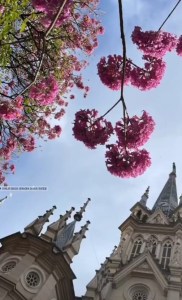 Ipê roxo clicado pela Rejane Araújo em BH (Igreja N.S. da Boa Viagem), em junho.