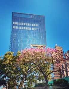 Lindo ipê roxo clicado por mim em BH (Savassi), em junho.