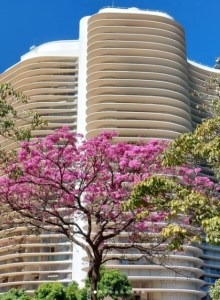 Lindo ipê roxo clicado por mim em BH (praça da Liberdade), em junho.
