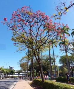 Lindo ipê roxo clicado por mim em BH (praça da Liberdade), em junho.