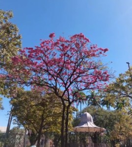 Lindo ipê roxo clicado por mim em BH (praça da Liberdade), em junho.