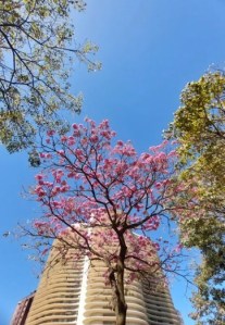 Lindo ipê roxo clicado por mim em BH (praça da Liberdade), em junho.