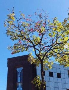 Lindo ipê roxo clicado por mim em BH (praça da Liberdade), em junho.