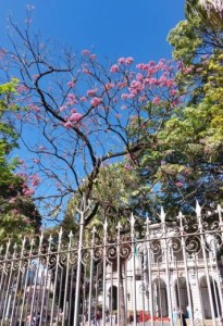 Lindo ipê roxo clicado por mim em BH (praça da Liberdade), em junho.