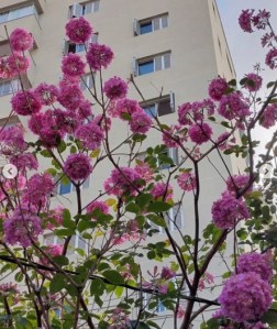 Lindo ipê roxo clicado por mim em BH (rua Boa Esperança, Carmo), em junho.
