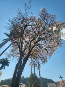 Lindo ipê branco clicado por Clara Machado em Paraibuna (SP), em 23 de setembro de 2023.